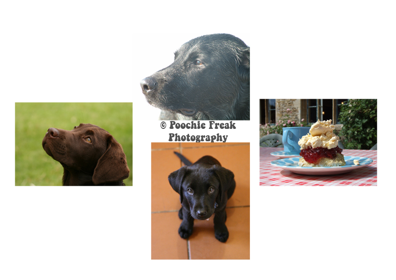 Oldies Club, auction, greeting cards, pet photography, dog photographer, cream tea, scone