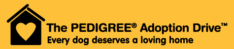 Pedigree Adoption Drive, dog rescue, ADCH, pet photography, dog photographer