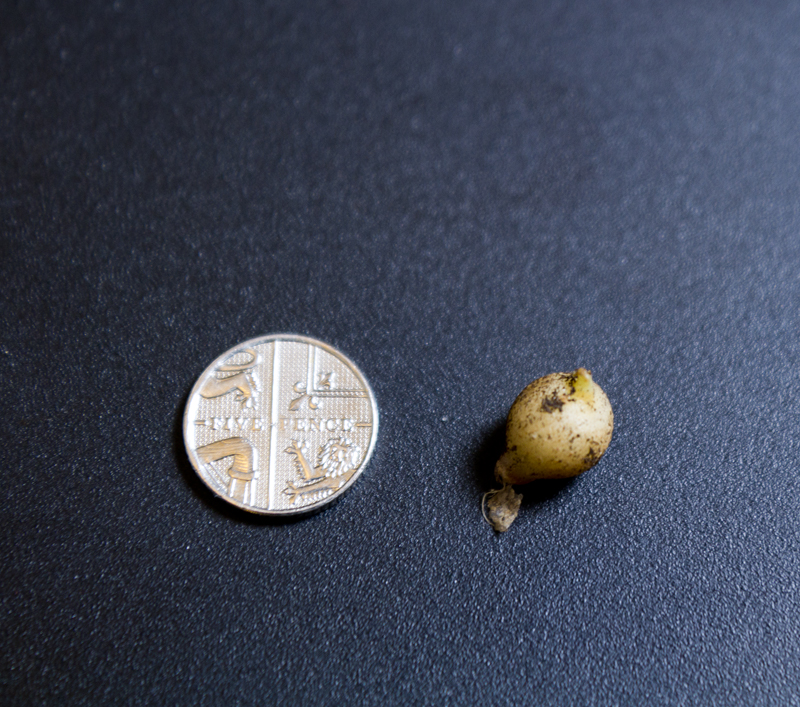 Potato, world's smallest, borrowers, Oldies Club, auction