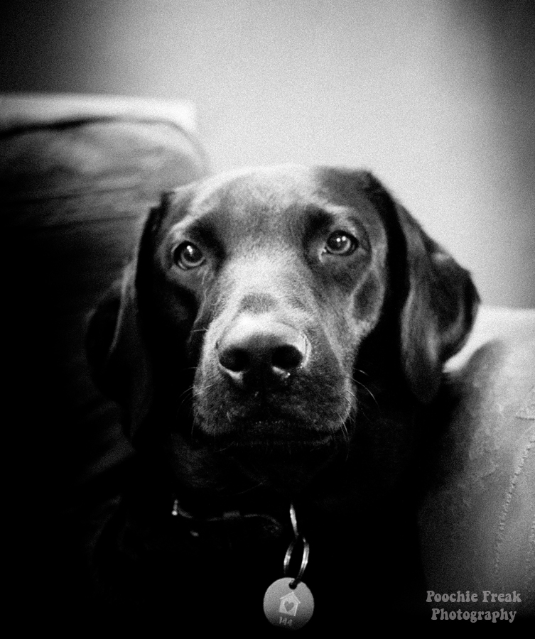 Pedigree Adoption Drive, PAD2011, pet photography, dog photographer, ID tag, Labrador