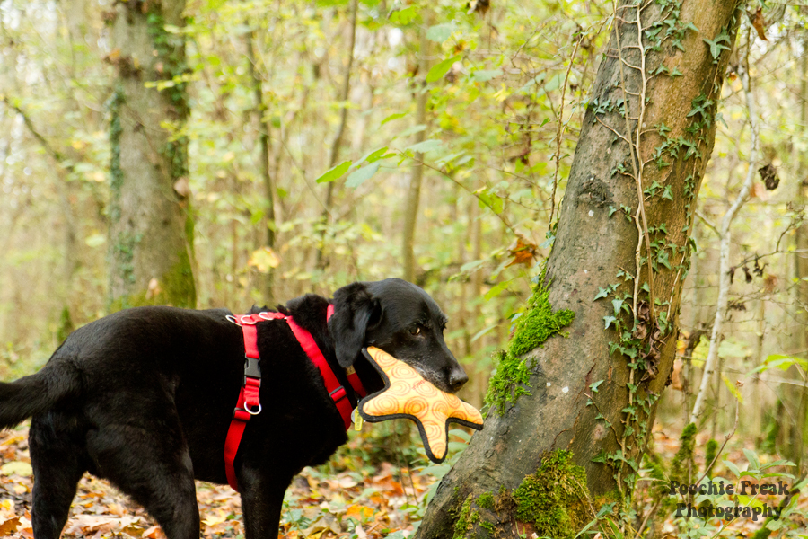 Mr Moo, New Toy Day, Pet Photography, Dog Photography, Pet Photographer