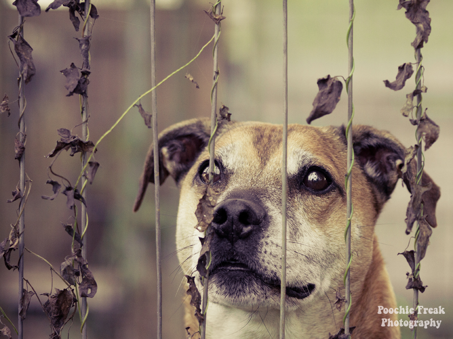 Upton, Bath Cats & Dogs Home, Pet Photography, Dog Photographer, Pet Photographer UK