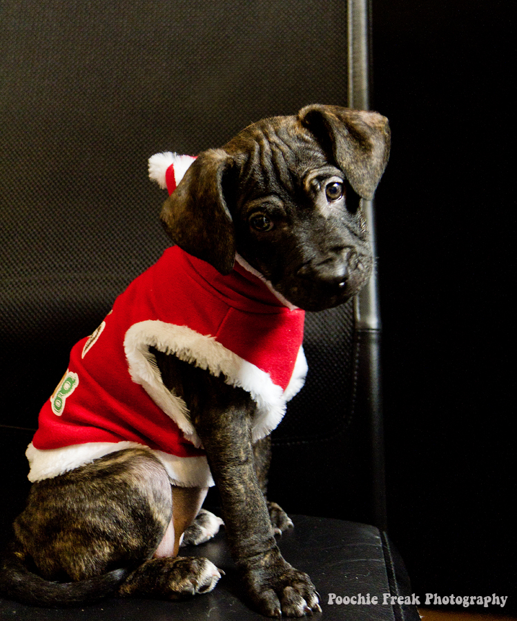 Pet Photography, Dog Photographer, Puppy Photography, rescue, Christmas Pet Photography, Dog Photographer, Puppy Photography, rescue, Christmas