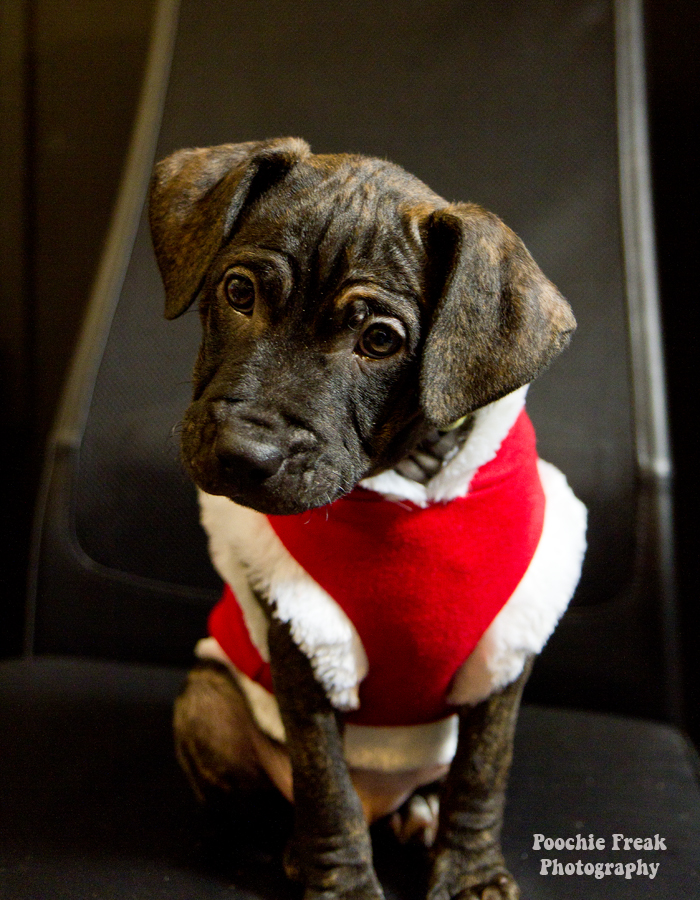 Pet Photography, Dog Photographer, Puppy Photography, rescue, Christmas Pet Photography, Dog Photographer, Puppy Photography, rescue, Christmas