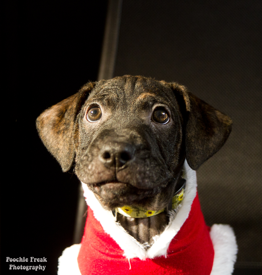Pet Photography, Dog Photographer, Puppy Photography, rescue, Christmas Pet Photography, Dog Photographer, Puppy Photography, rescue, Christmas