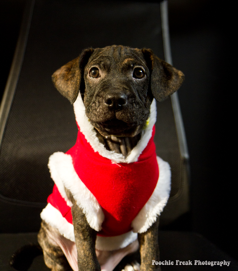 Pet Photography, Dog Photographer, Puppy Photography, rescue, Christmas Pet Photography, Dog Photographer, Puppy Photography, rescue, Christmas
