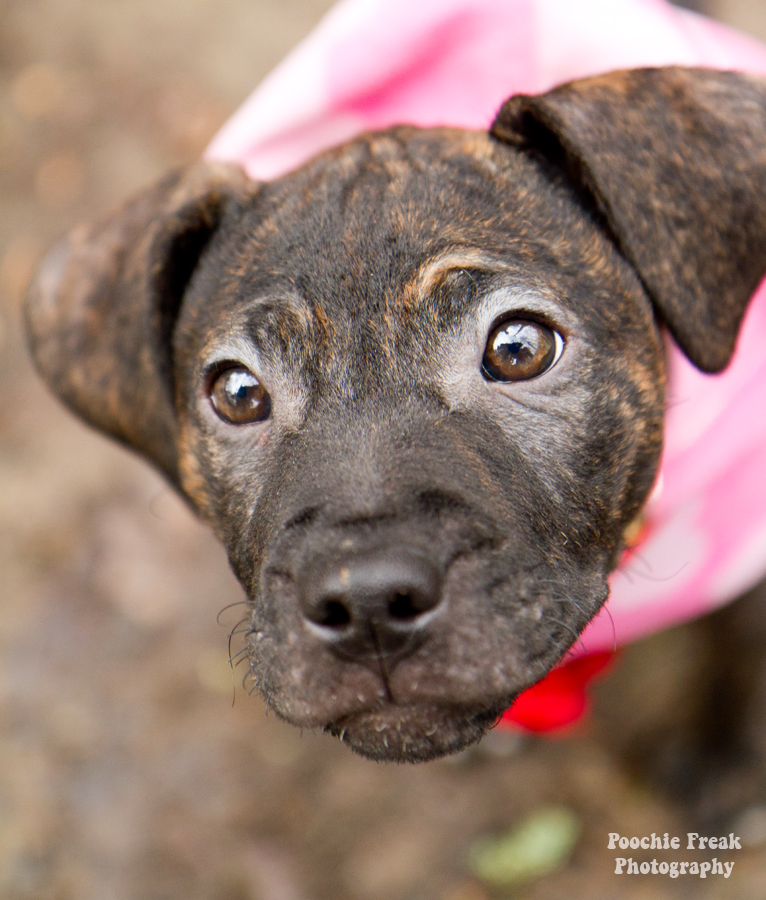 Pet Photography, Dog Photographer, Staffie, rescue dog, Daisy