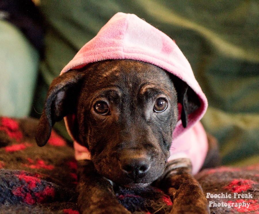 Pet Photography, Dog Photographer, Staffie, rescue puppy, Staffordshire Bull Terrier Pet Photography, Dog Photographer, Staffie, rescue puppy, Staffordshire Bull Terrier