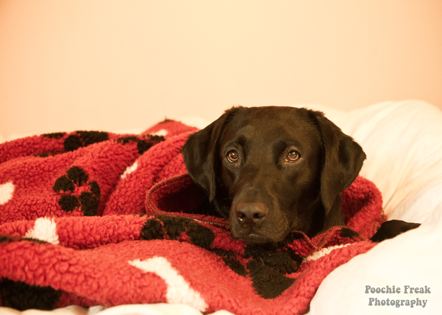 Birthday, Labrador, rescue, Pet Photography, dog photographer