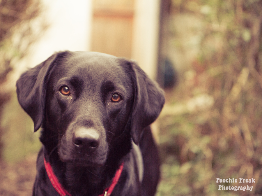 Pet Photography UK, Dog Photography, Pet Photographer