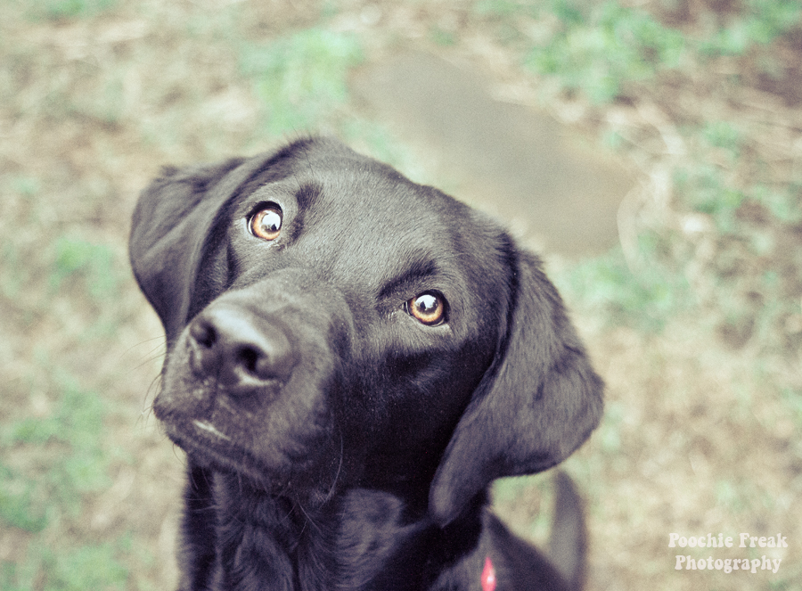 Pet Photography, Dog Photography, Pet Photographer UK, Labrador