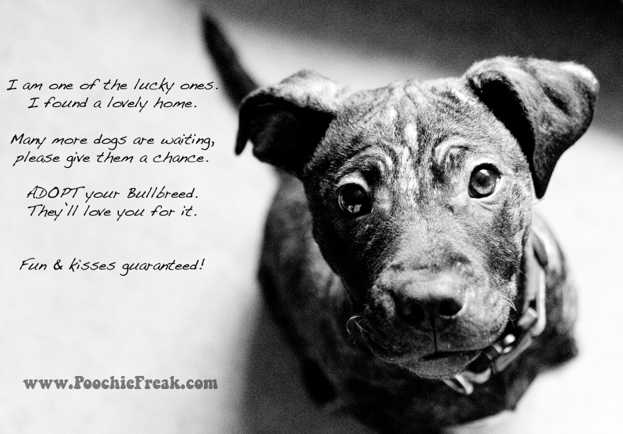 Pet Photography UK, dog photographer, rescue dog, bullbreed, Staffie