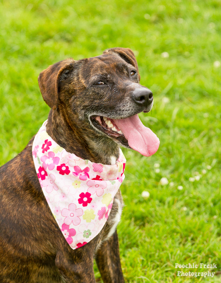 Titch, Bath Cats & Dogs Home, Pet Photography, Dog Photographer