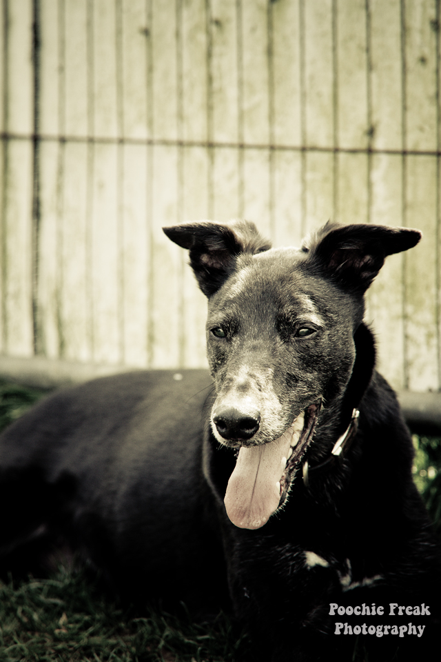 Bath Cats & Dogs Home, BCDH, Pet Photography, Pet Photographer UK, Greyhound, Star