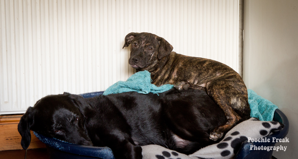 Pet Photography UK, Dog Photographer, Pet Photographer, rescue dogs, bullbreed, dog bed