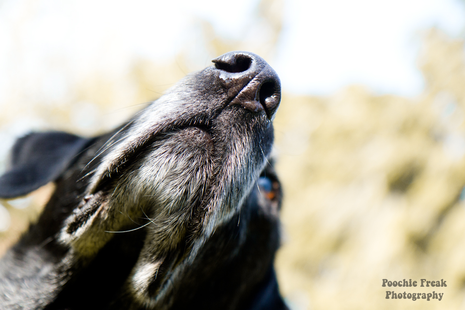 Pet Photography UK, Dog Photographer, Labrador, Retriever, nose
