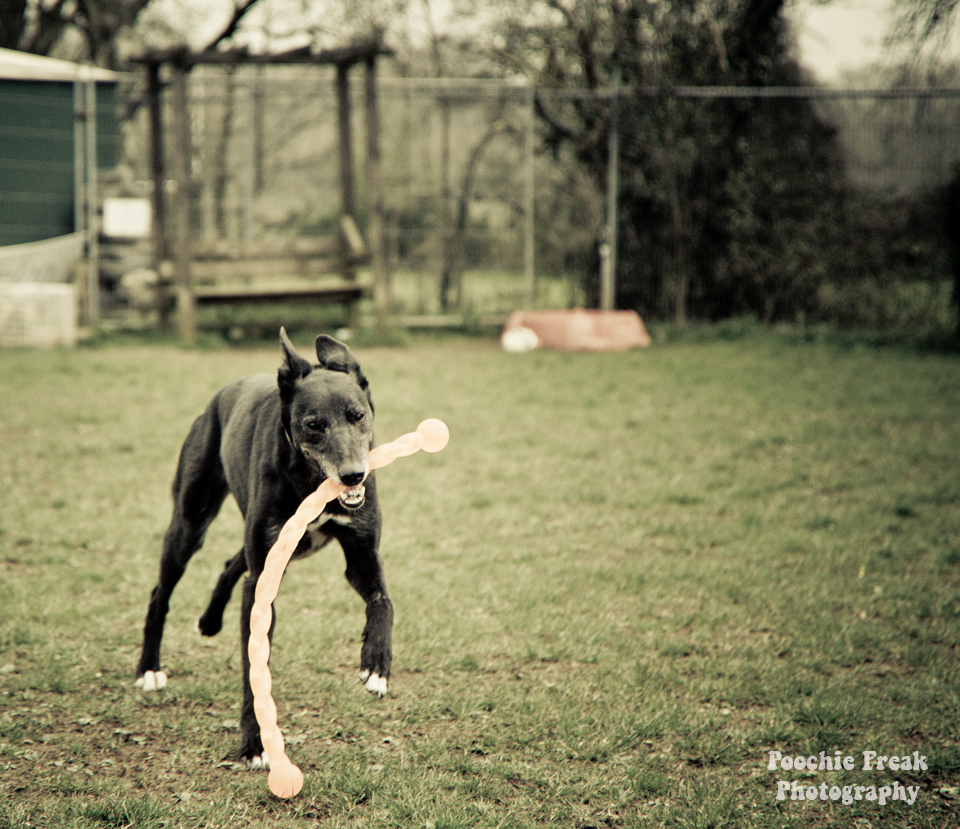 Greyhound, Star, BCDH, Bath Cats & Dogs Home, Pet Photography, Dog Photographer, rescue dog