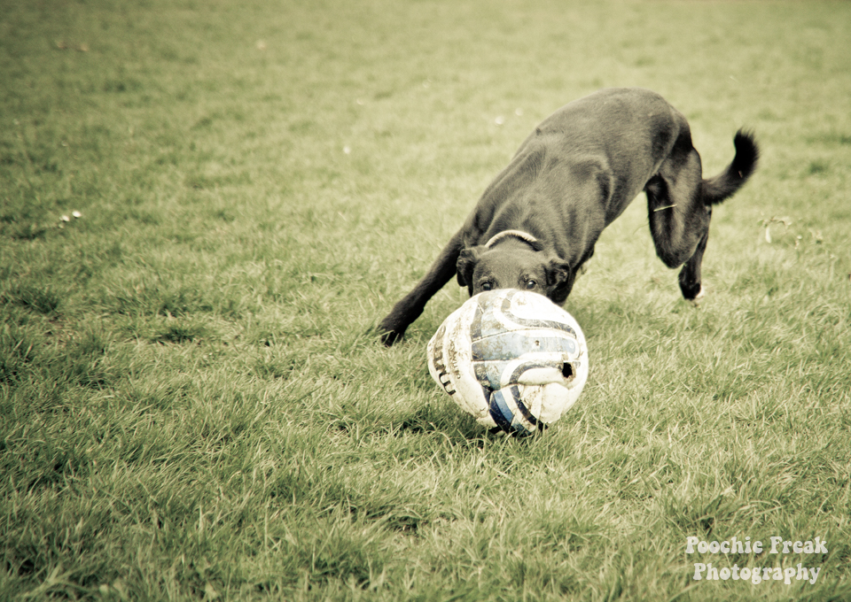 Greyhound, Star, BCDH, Bath Cats & Dogs Home, Pet Photography, Dog Photographer, rescue dog