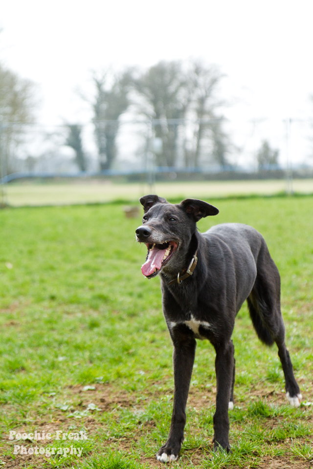 Greyhound, Star, BCDH, Bath Cats & Dogs Home, Pet Photography, Dog Photographer, rescue dog
