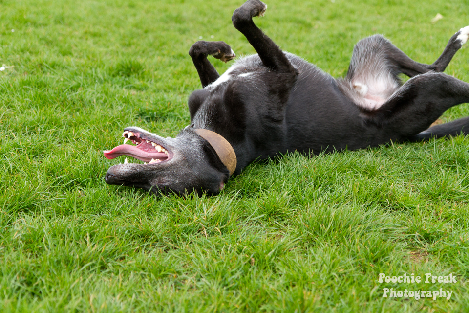 Greyhound, Star, BCDH, Bath Cats & Dogs Home, Pet Photography, Dog Photographer, rescue dog