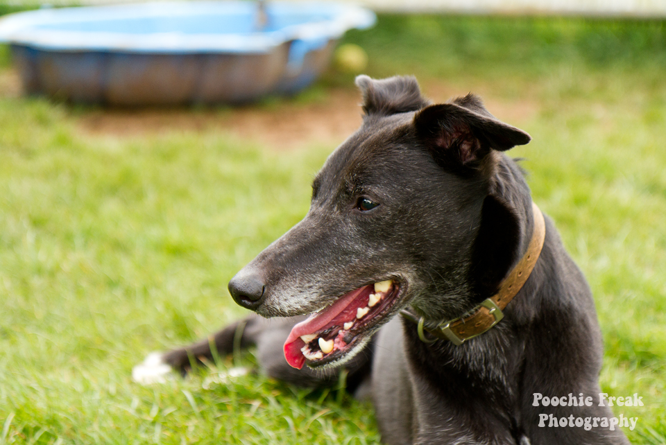 Greyhound, Star, BCDH, Bath Cats & Dogs Home, Pet Photography, Dog Photographer, rescue dog
