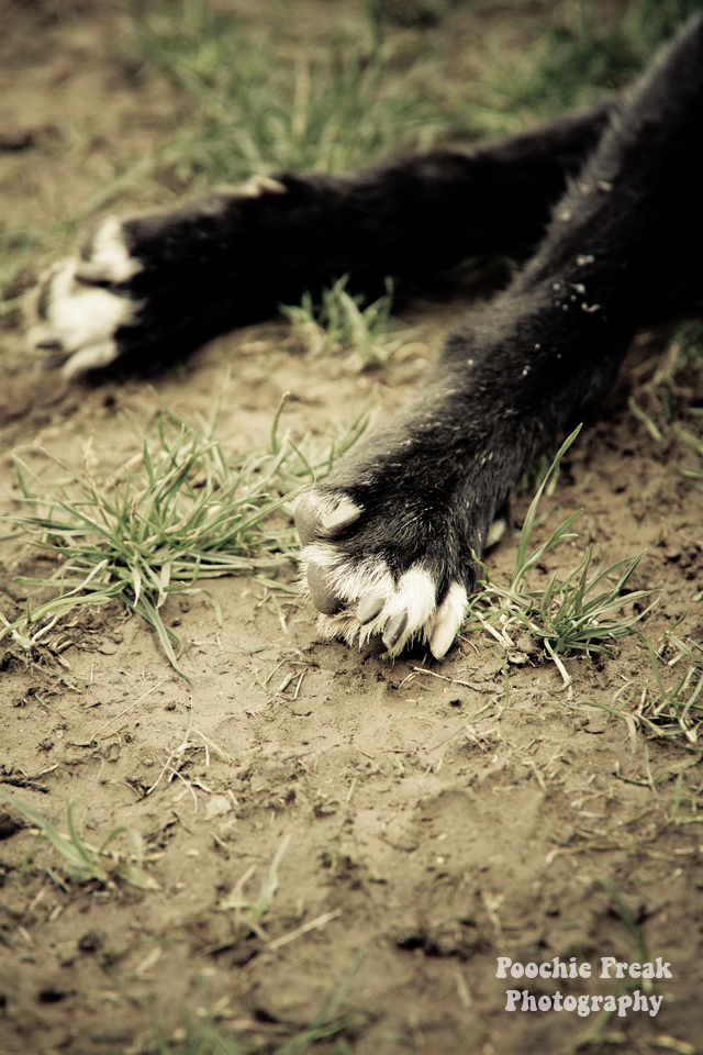 Greyhound, Star, BCDH, Bath Cats & Dogs Home, Pet Photography, Dog Photographer, rescue dog