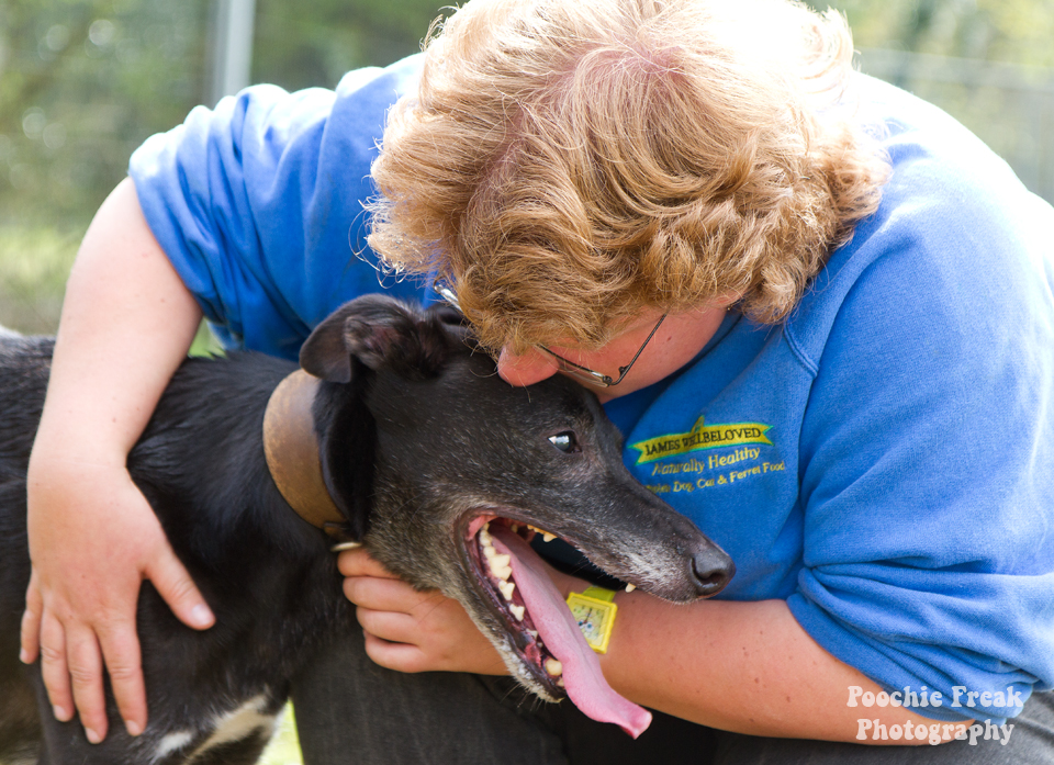 Greyhound, Star, BCDH, Bath Cats & Dogs Home, Pet Photography, Dog Photographer, rescue dog