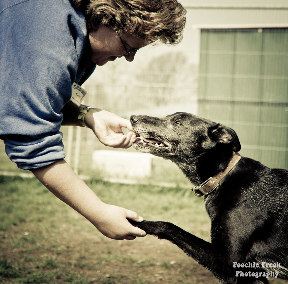 Greyhound, Star, BCDH, Bath Cats & Dogs Home, Pet Photography, Dog Photographer, rescue dog