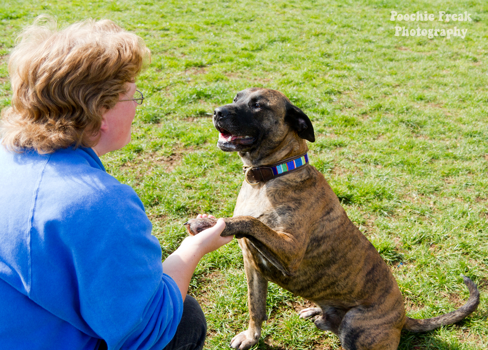 Pet Photography, Dog Photographer, BCDH, Bath Cats & Dogs Home, Ollie, rescue dog, brindle, sofa hound