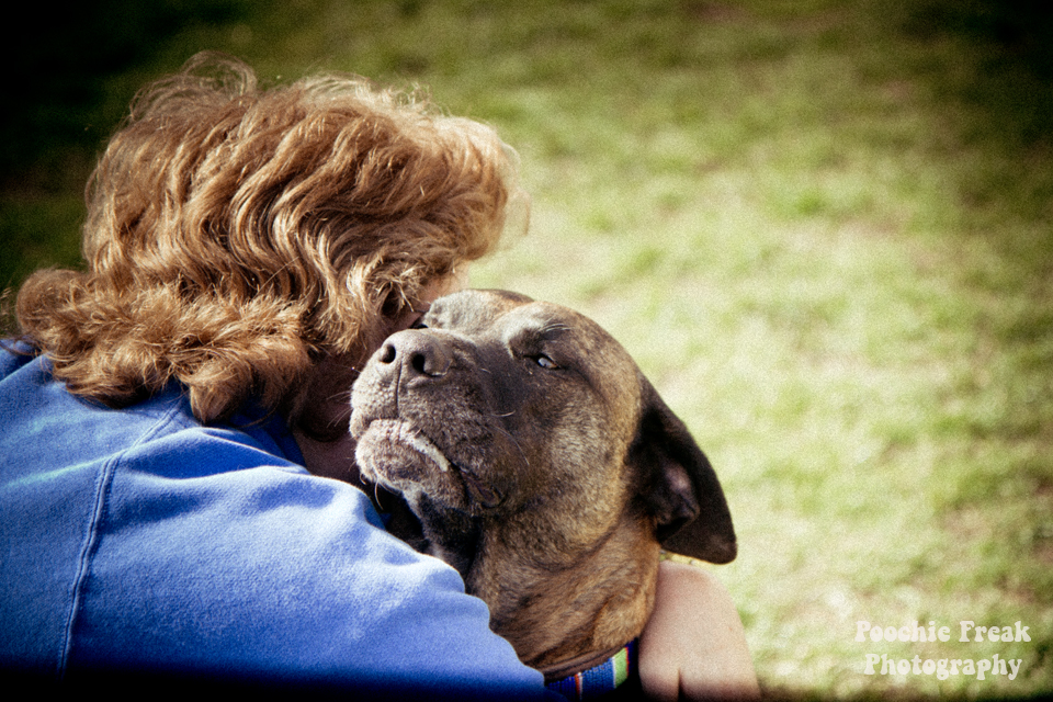 Pet Photography, Dog Photographer, BCDH, Bath Cats & Dogs Home, Ollie, rescue dog, brindle, sofa hound