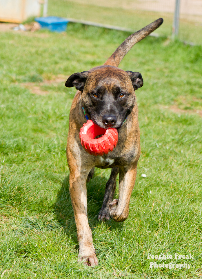 Pet Photography, Dog Photographer, BCDH, Bath Cats & Dogs Home, Ollie, rescue dog, brindle, sofa hound