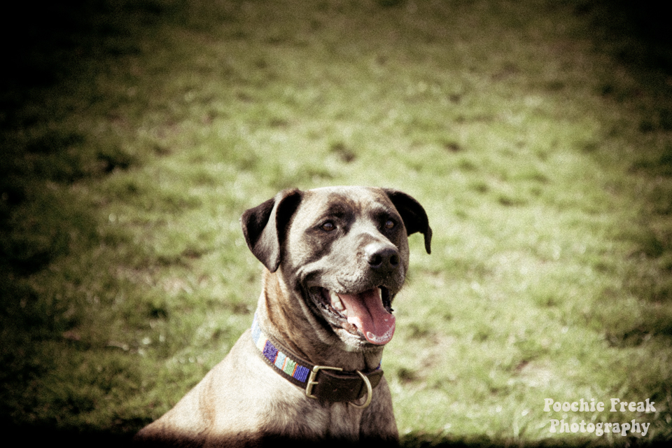 Pet Photography, Dog Photographer, BCDH, Bath Cats & Dogs Home, Ollie, rescue dog, brindle, sofa hound