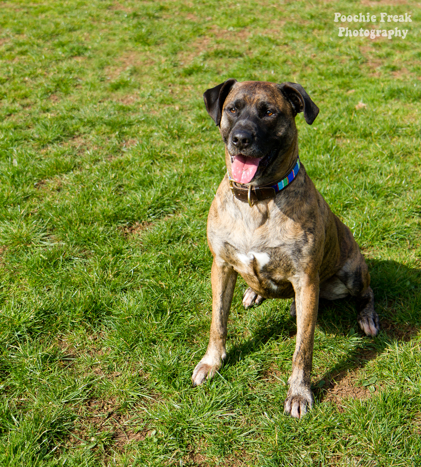 Pet Photography, Dog Photographer, BCDH, Bath Cats & Dogs Home, Ollie, rescue dog, brindle, sofa hound