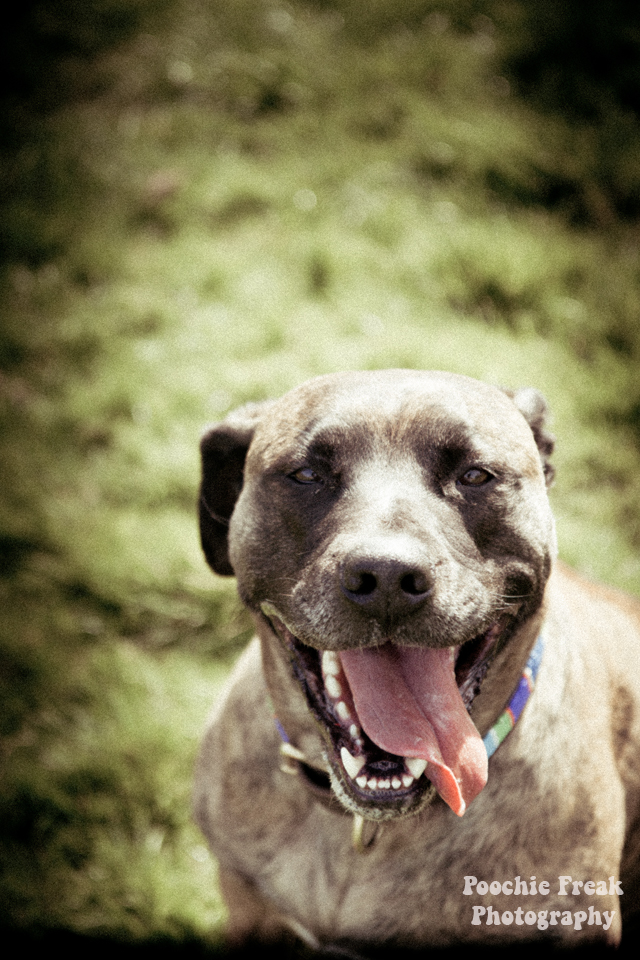 Pet Photography, Dog Photographer, BCDH, Bath Cats & Dogs Home, Ollie, rescue dog, brindle, sofa hound