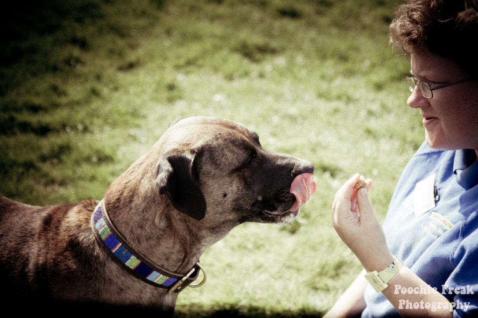 Pet Photography, Dog Photographer, BCDH, Bath Cats & Dogs Home, Ollie, rescue dog, brindle, sofa hound