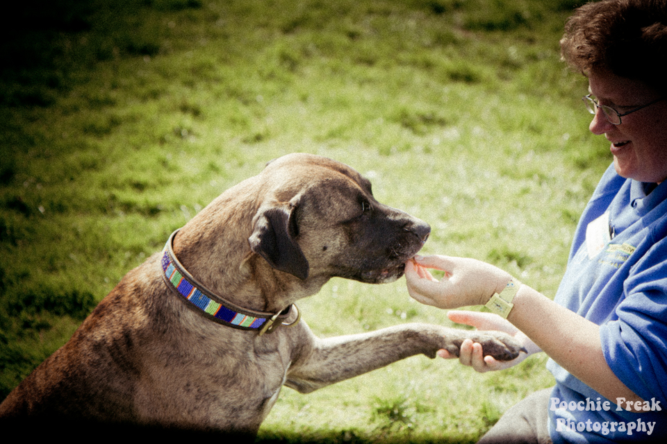 Pet Photography, Dog Photographer, BCDH, Bath Cats & Dogs Home, Ollie, rescue dog, brindle, sofa hound