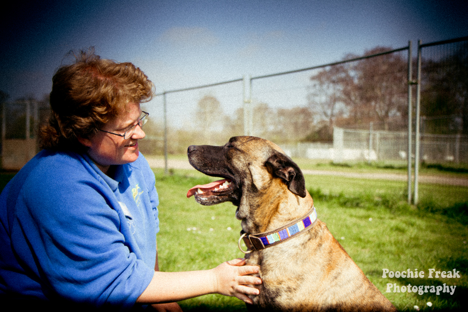 Pet Photography, Dog Photographer, BCDH, Bath Cats & Dogs Home, Ollie, rescue dog, brindle, sofa hound