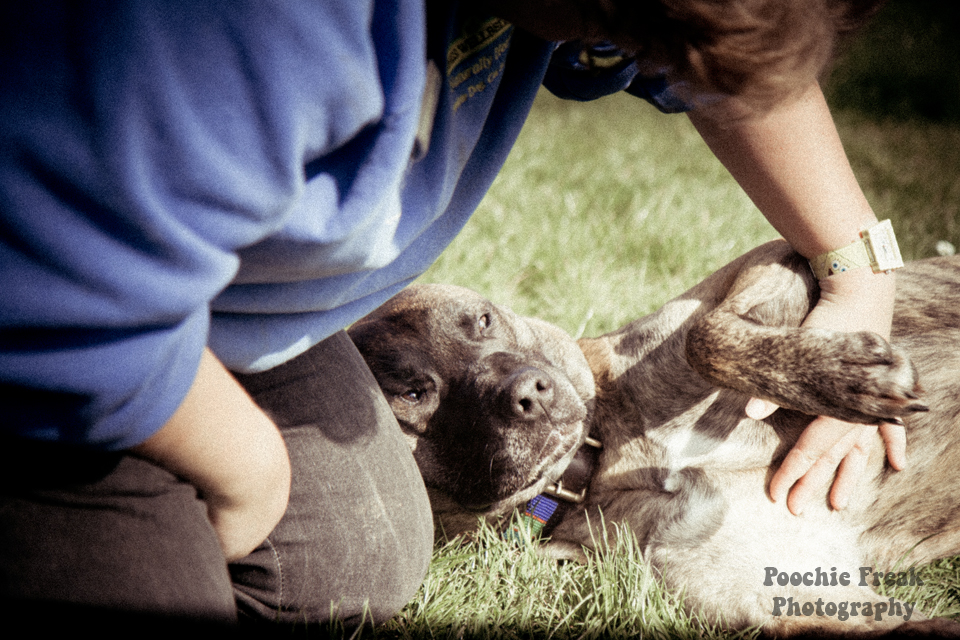 Pet Photography, Dog Photographer, BCDH, Bath Cats & Dogs Home, Ollie, rescue dog, brindle, sofa hound