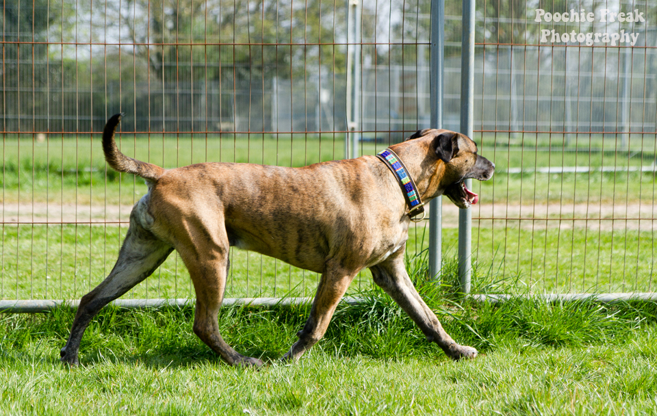 Pet Photography, Dog Photographer, BCDH, Bath Cats & Dogs Home, Ollie, rescue dog, brindle, sofa hound