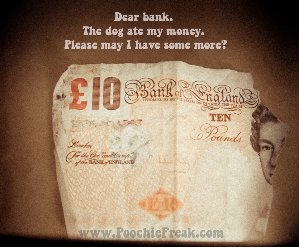 Bank note, money, pet photography, pet photographer