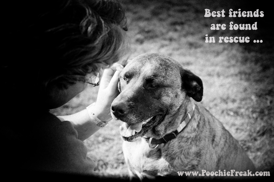 Pet photography, dog photographer, BCDH, Bath Cats & Dogs Home, HeARTs Speak, rescue dog