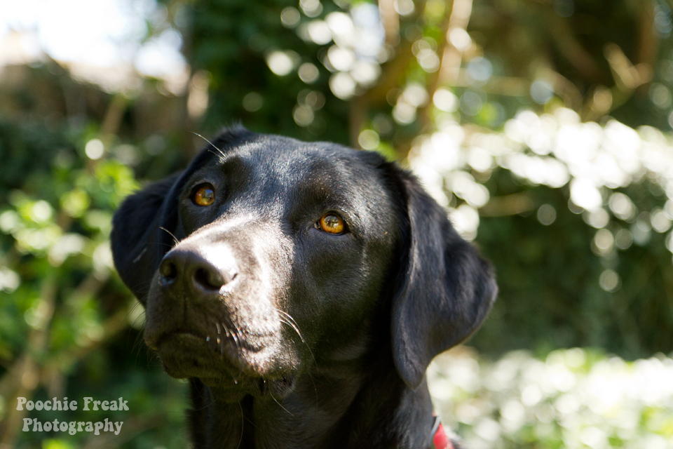 Pet Photography, Pet Photographer, Labrador, Retriever, Rescue Dog, Black Lab