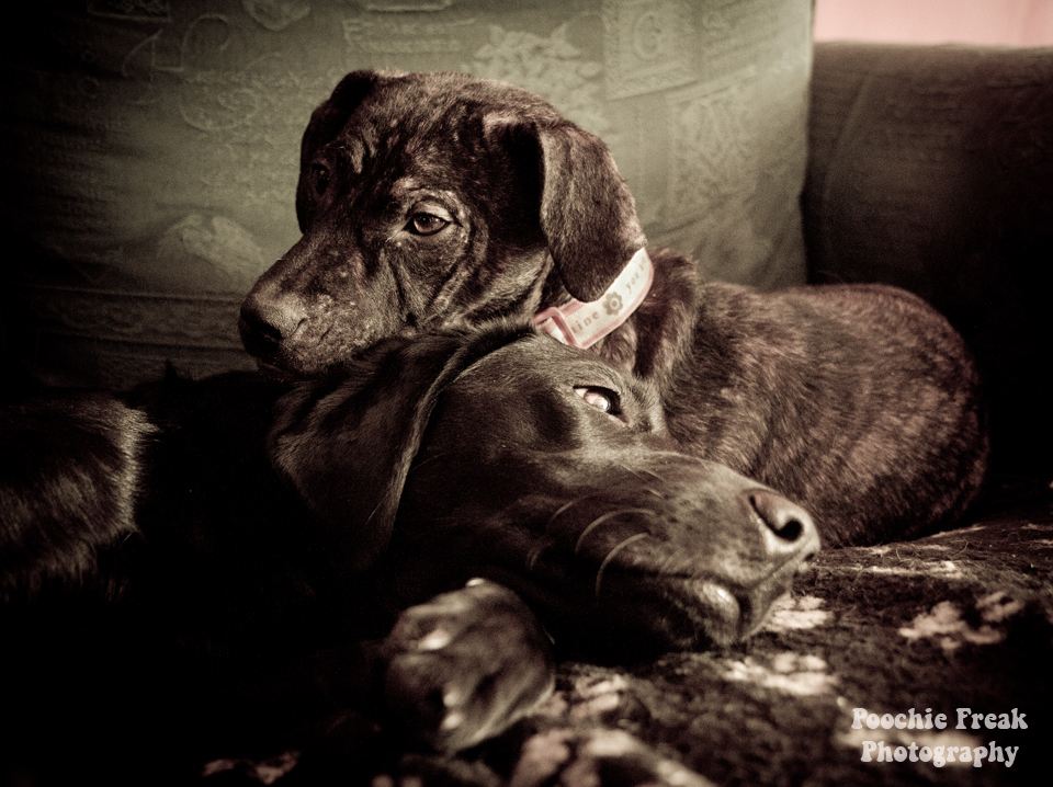 Pet Photography, 52 HeARTs, HeARTs Speak, Dog Photographer, Labrador