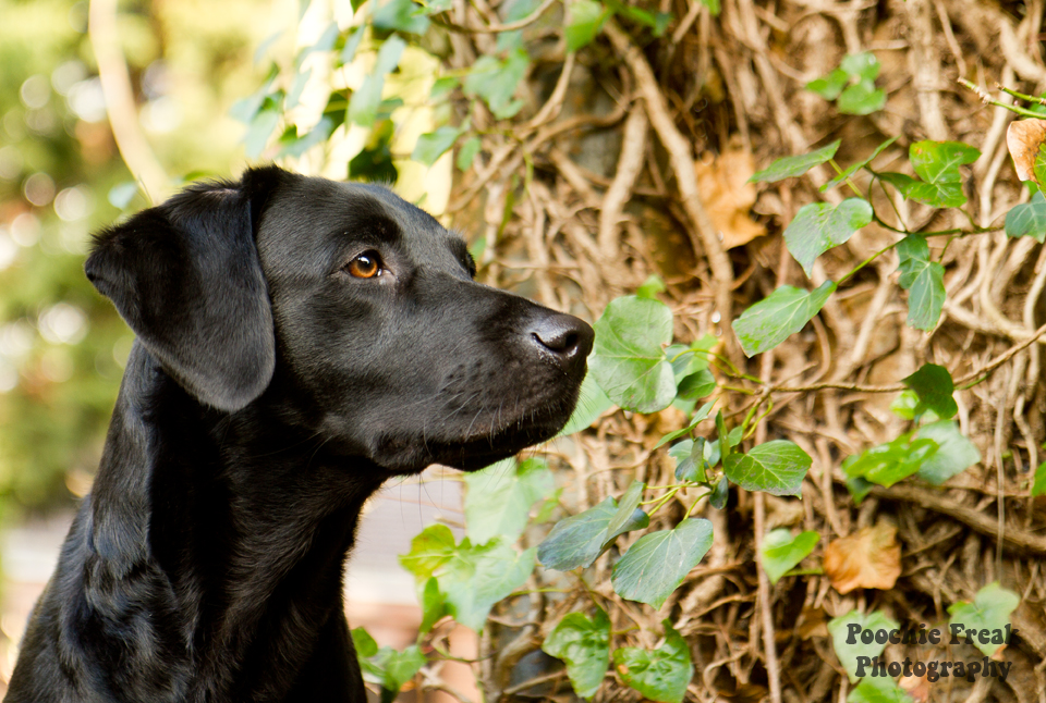 Pet Photography, Dog Photographer, Pet Photographer, Labrador, Black Lab, Wordless Wednesday