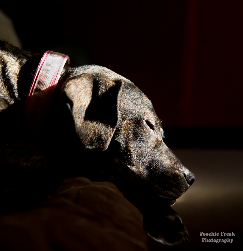 Pet Photography, Dog Photography, Pet Photographer, Puppy, Sunlight, Sunshine