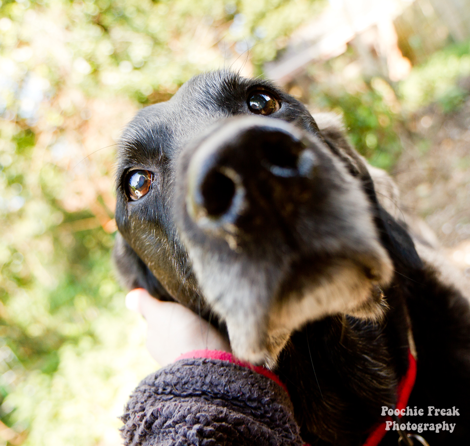 Oldies Club, Feel Good Park, Animal Friends, Labrador, Oldie, Rescue Dog, Senior Dog