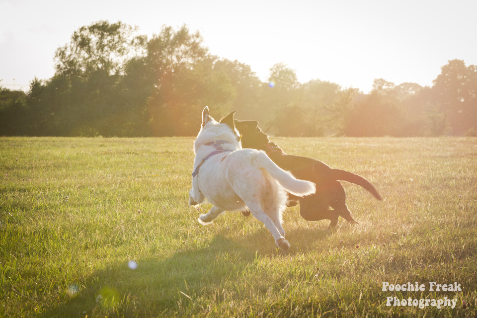 Happiness, Pet Photography, Dog Photographer, Pet Photographer UK, Collie, Labrador, Retriever, rescue dog