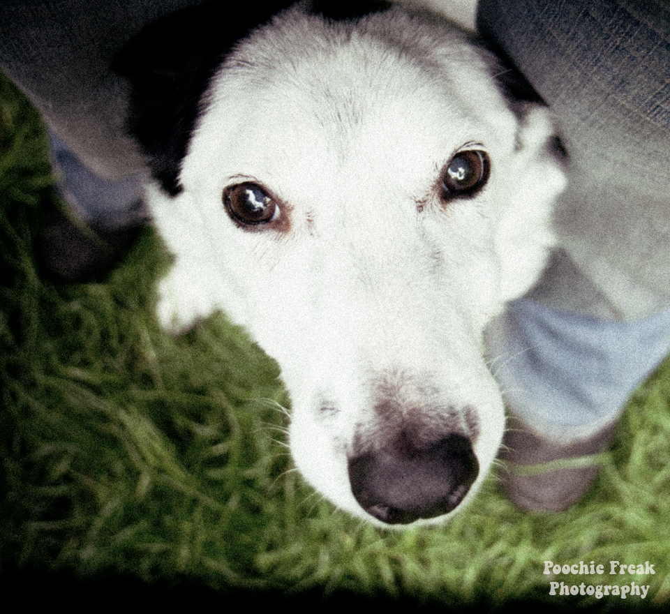 Pet Photography, Dog Photography, Pet Photographer, Rescue Dog, Gotcha Day, Bath Cats & Dogs Home, Collie