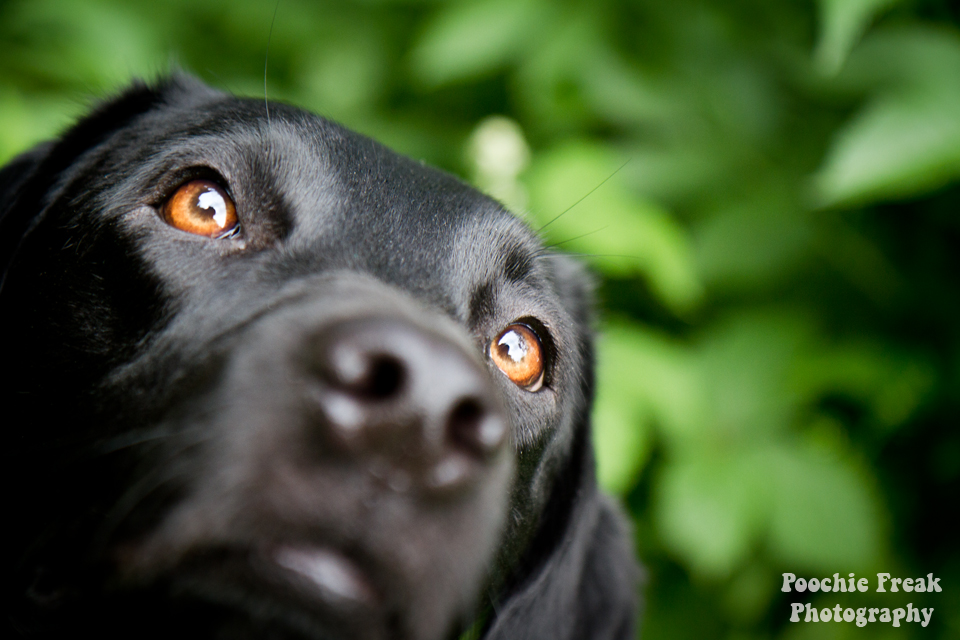 Pet Photograpy, Dog Photographer, Labrador, Retriever, Black Lab