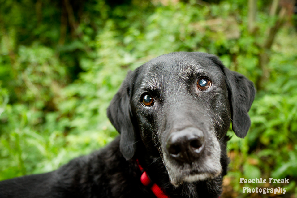 Pet Photography, Dog Photographer, Labrador, Retriever, Black Lab, Mr Moo